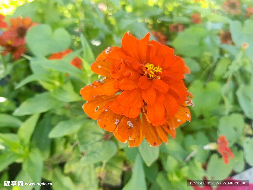 鲜艳橙色花朵绽放绿叶间