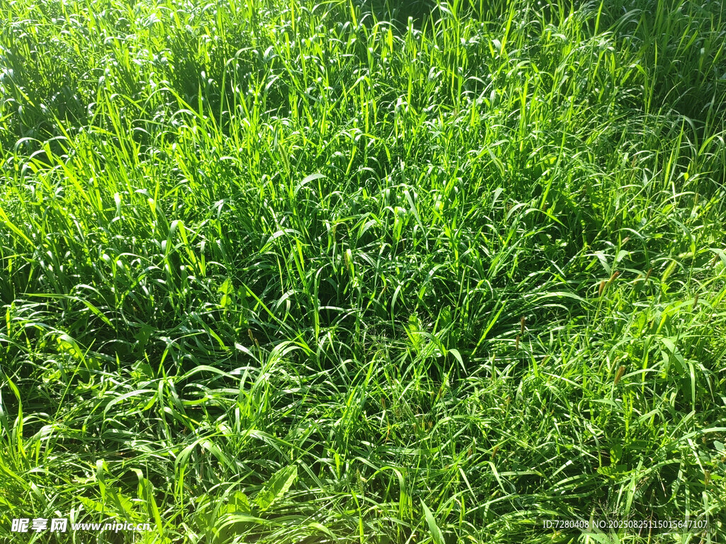翠绿茂盛的草地景观
