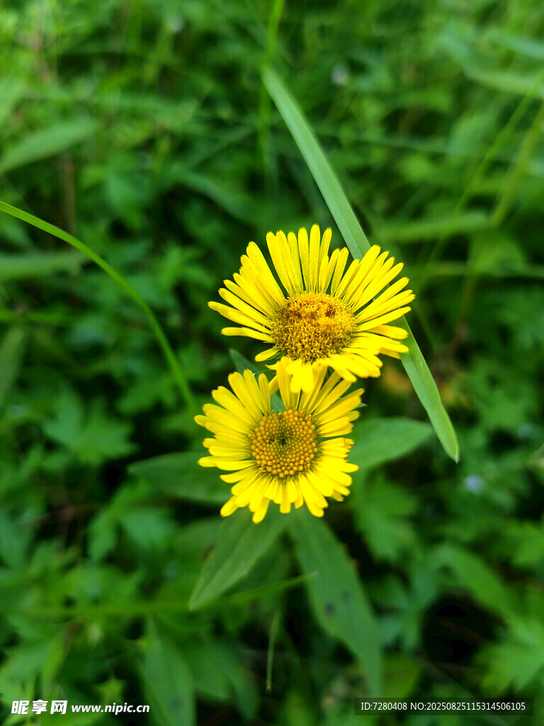 两朵黄色小花绽放于草丛