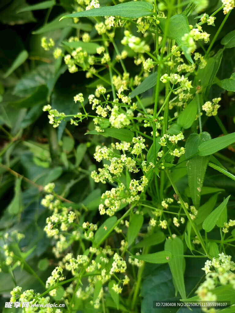黄色小花植物特写