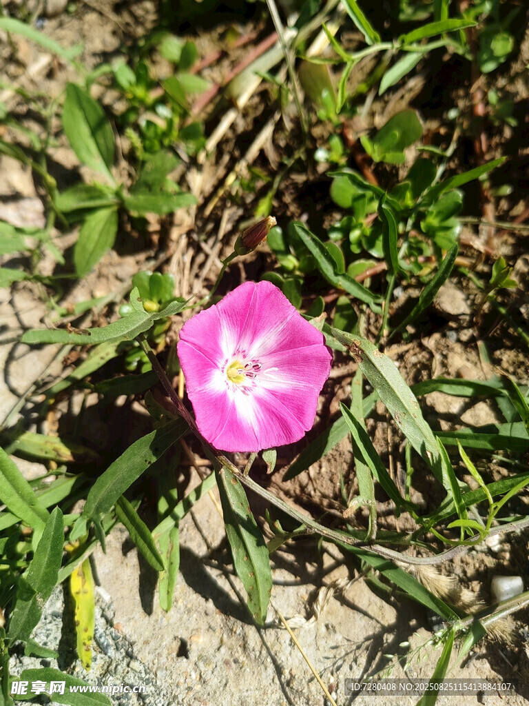 地上绽放的粉色牵牛花