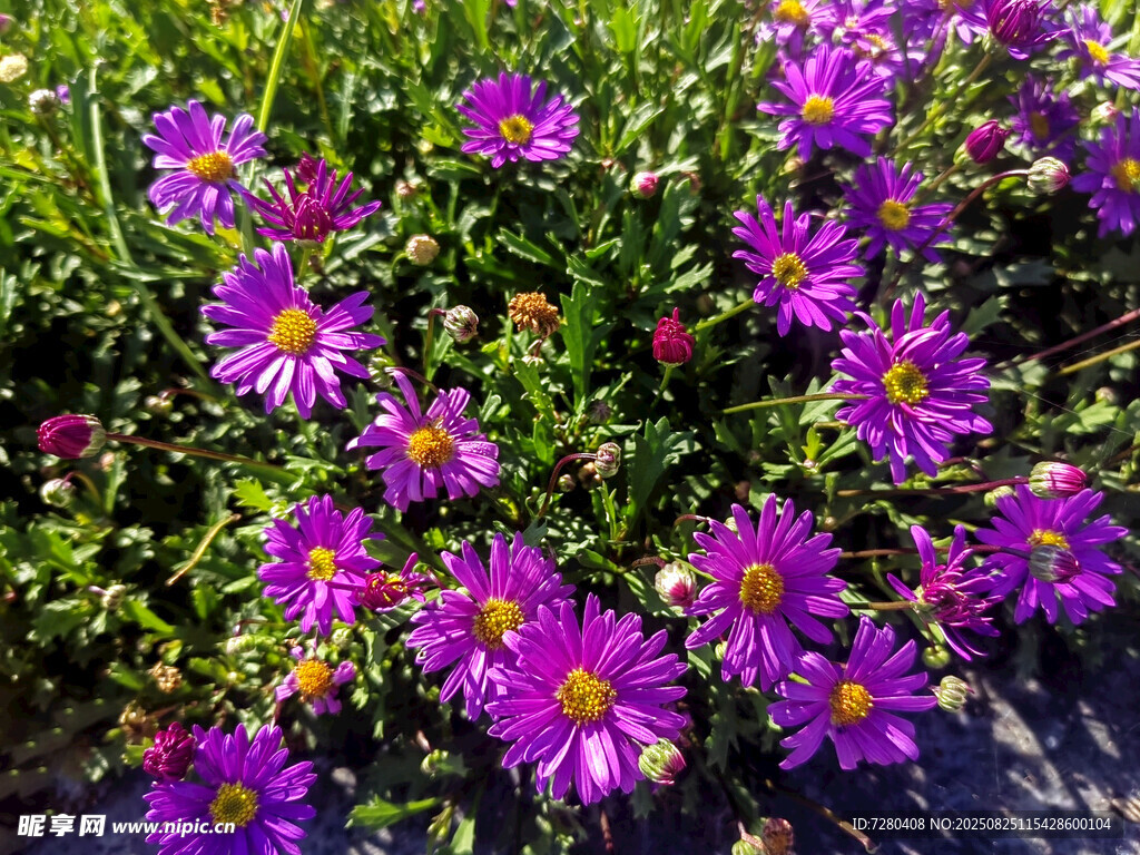 紫色菊花绽放生机