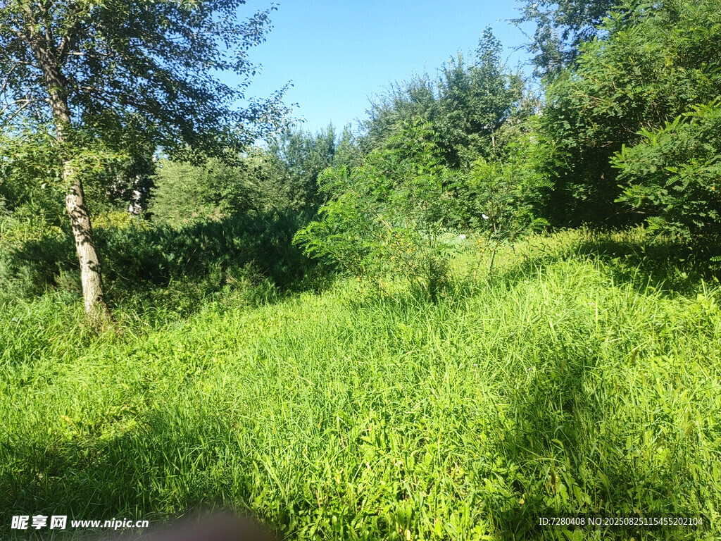 夏日葱郁草地林间景致
