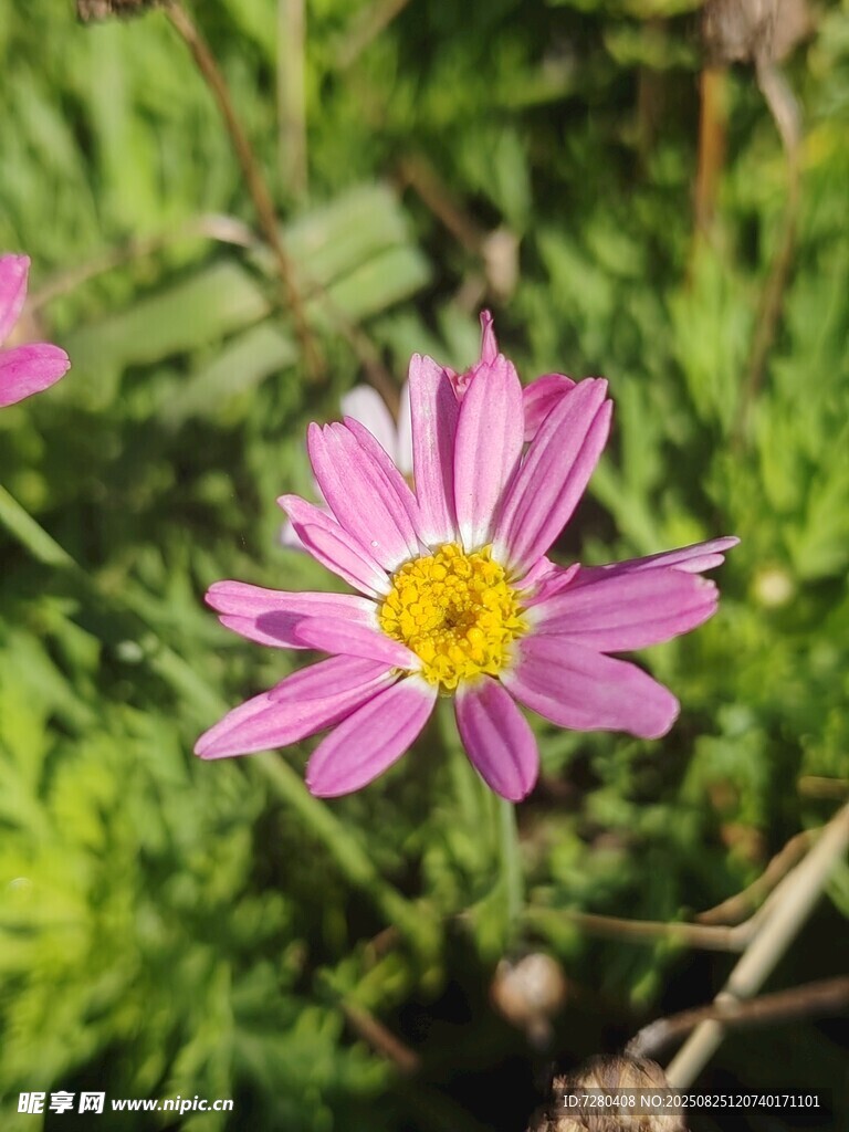 娇艳波斯菊绽放于绿野