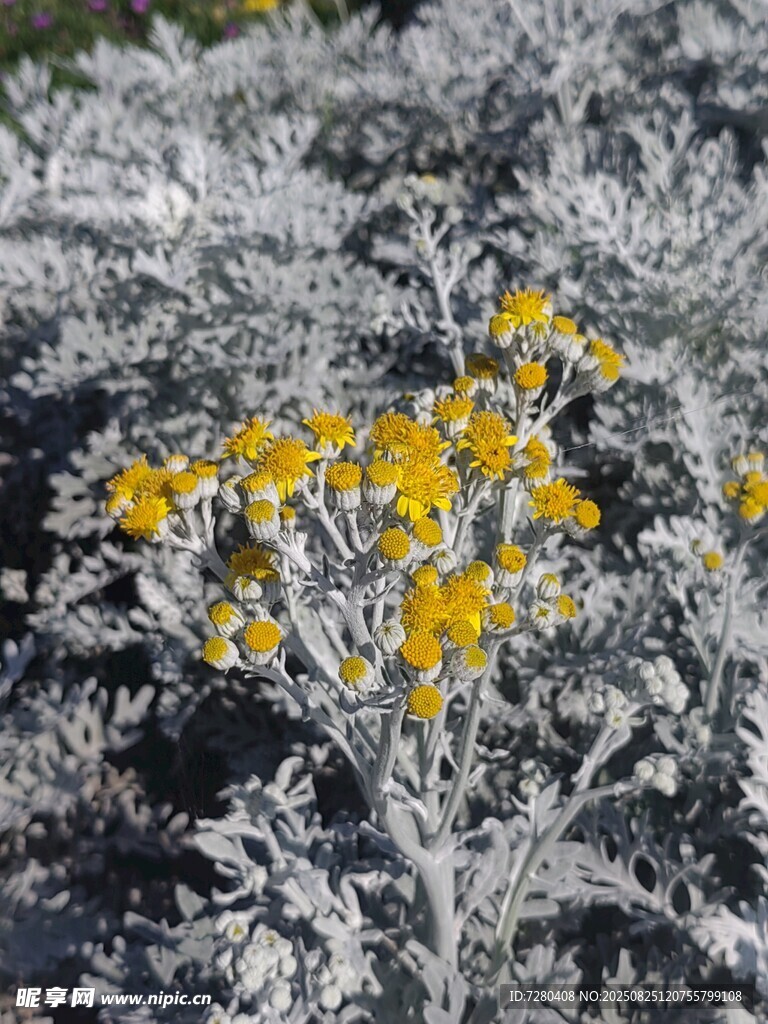 银叶丛中绽放的黄色小花