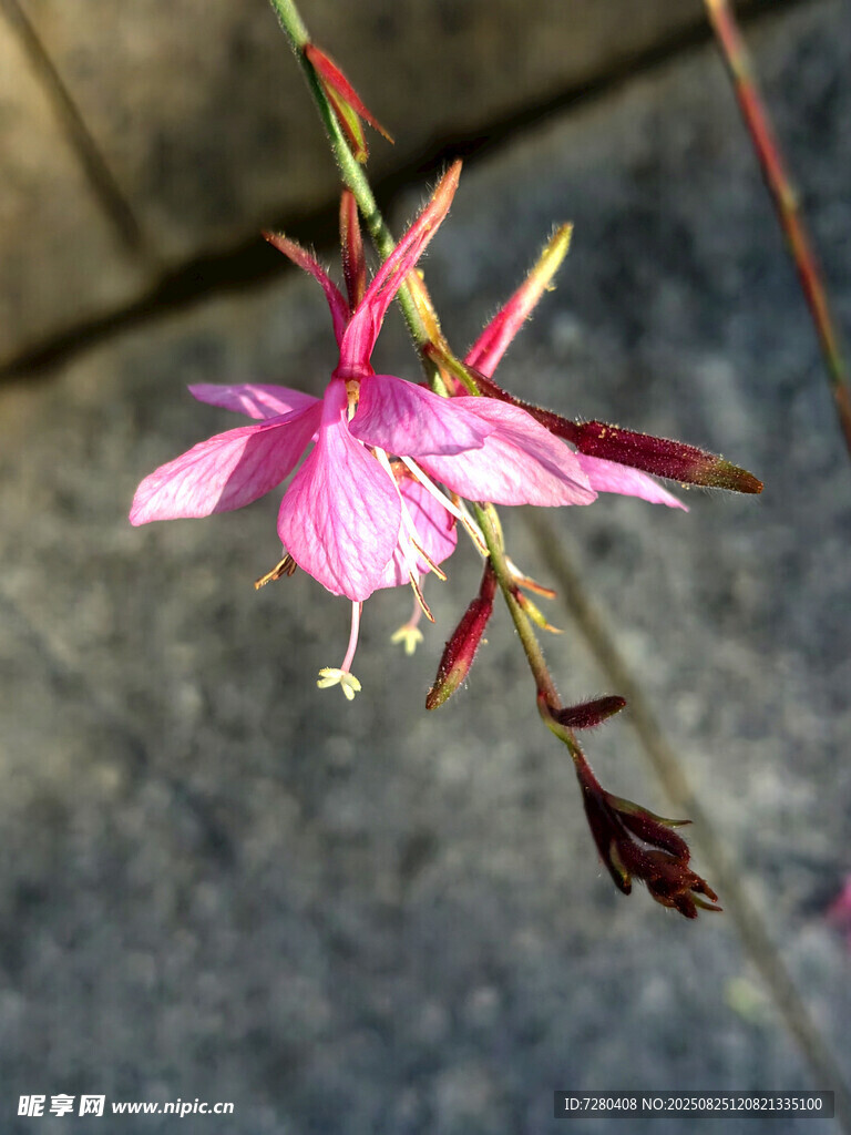娇艳粉色山桃草花朵