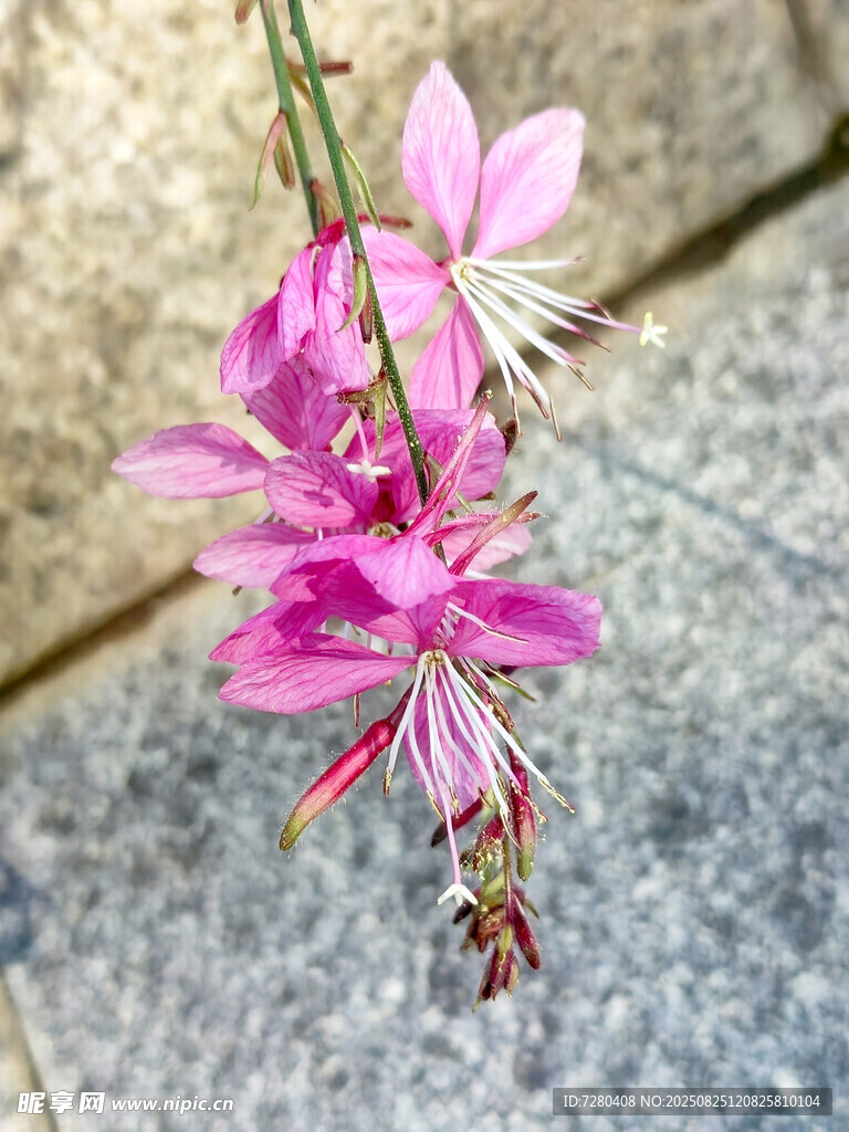 娇艳粉色花朵特写