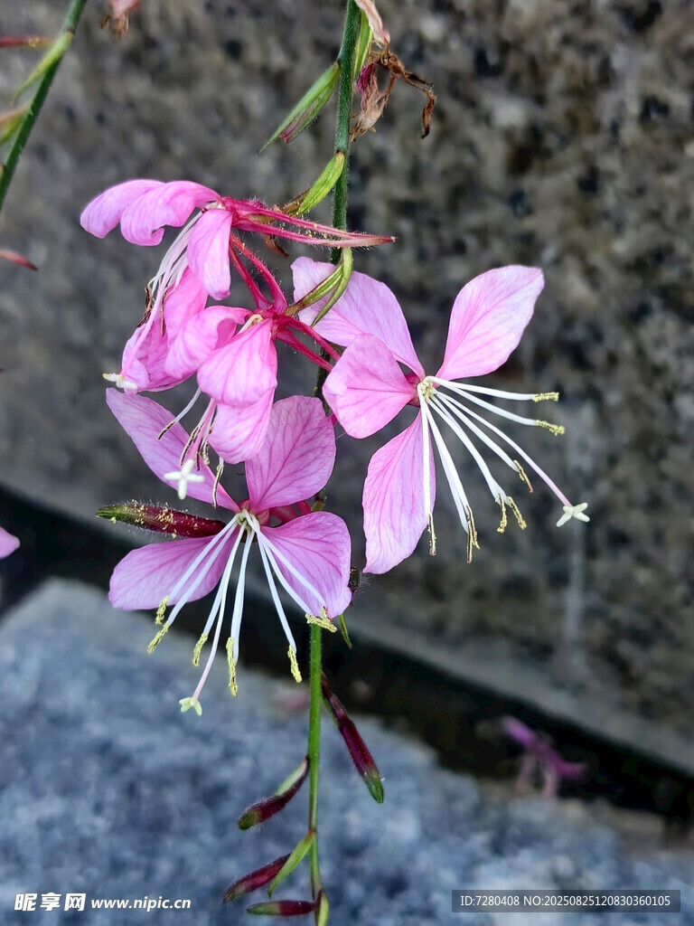 娇艳粉色山桃草花朵