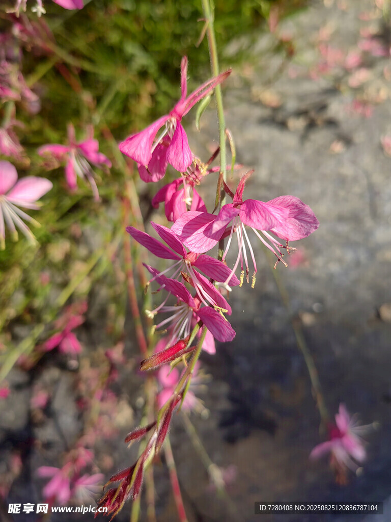 溪边绽放的粉色吊钟花