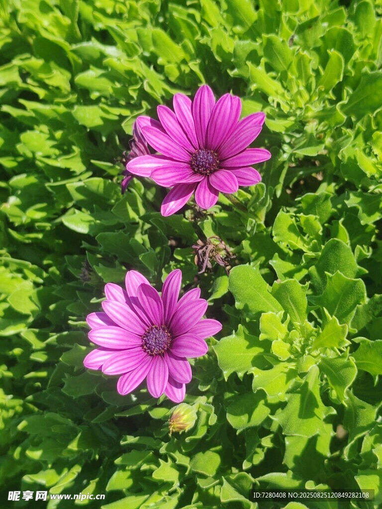 两朵娇艳的粉色花朵