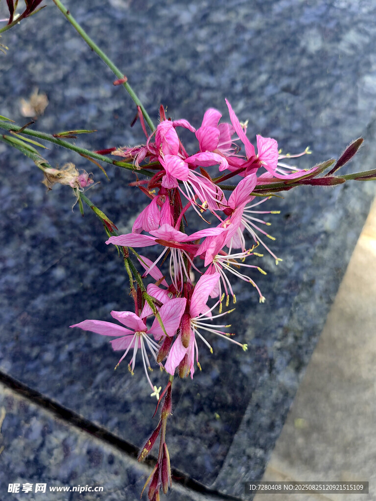 粉色娇俏吊钟花绽放