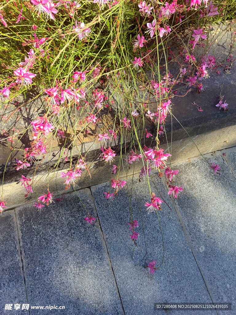粉色小花垂落于石板路