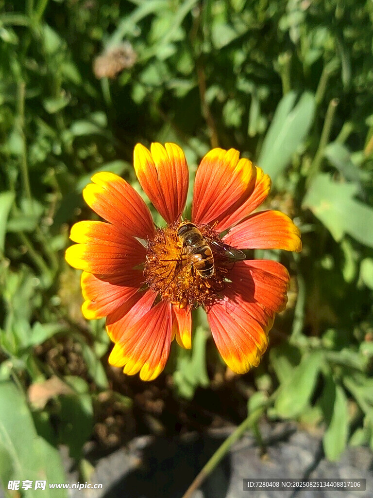橙黄双色花朵上的蜜蜂
