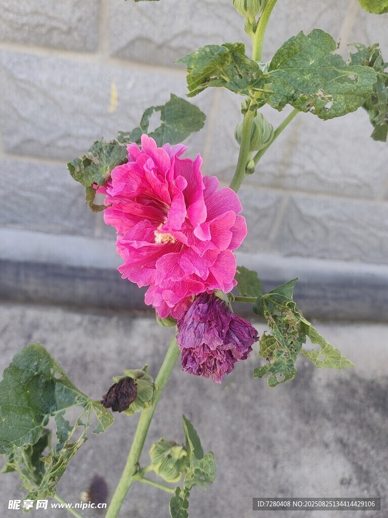 娇艳蜀葵花