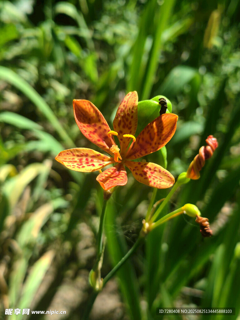 鲜艳橙花绽放于绿叶间
