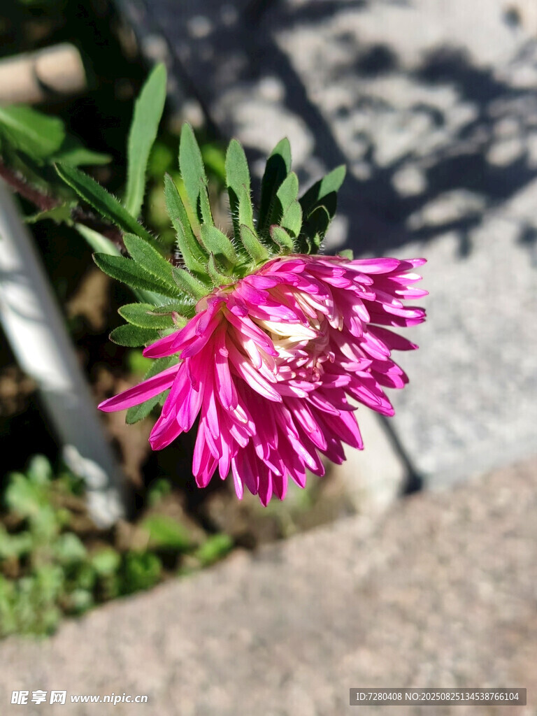 娇艳紫菊绽放于石旁