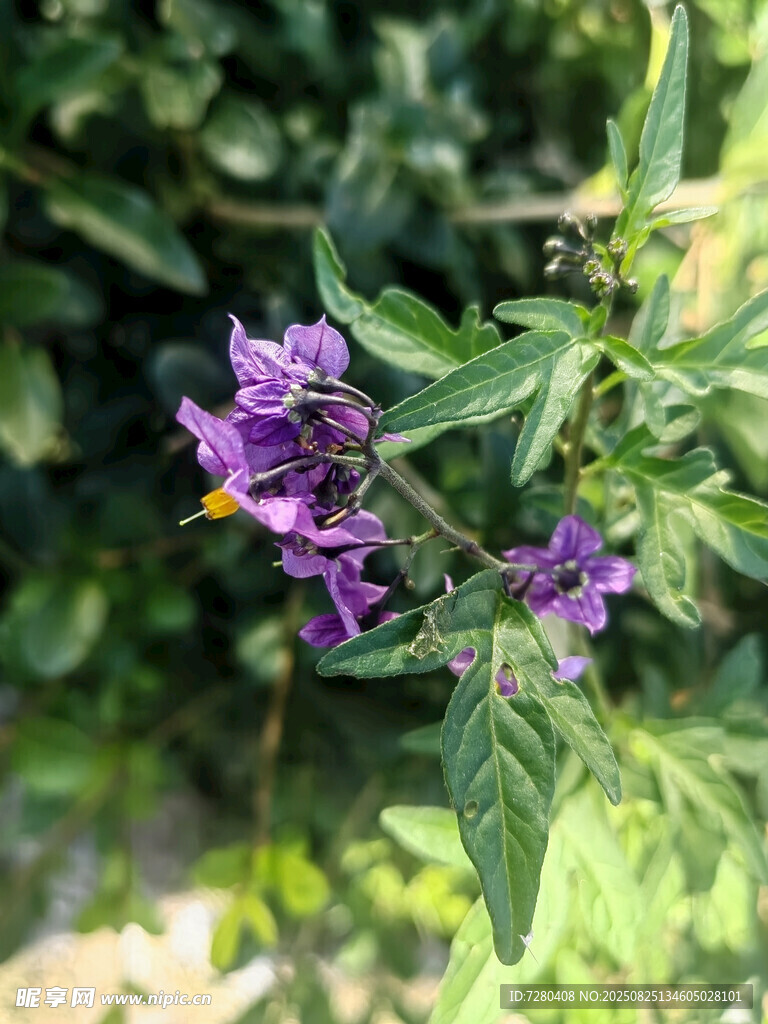 紫色小花绽放绿叶间