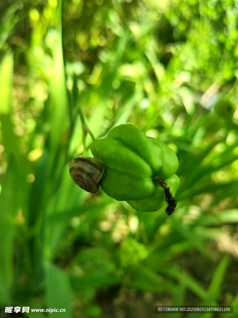 绿叶间的蜗牛