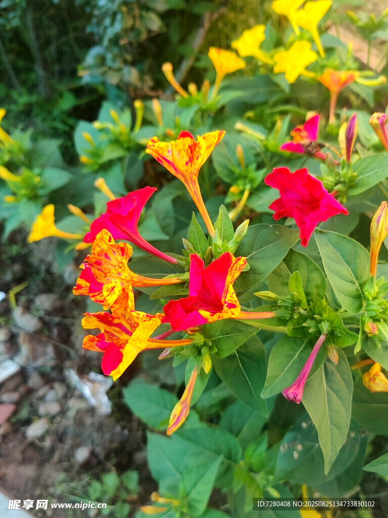 多彩艳丽的紫茉莉花