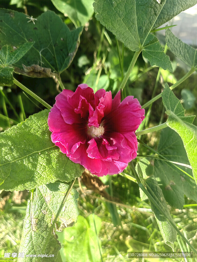 娇艳玫红花朵绽放绿叶间