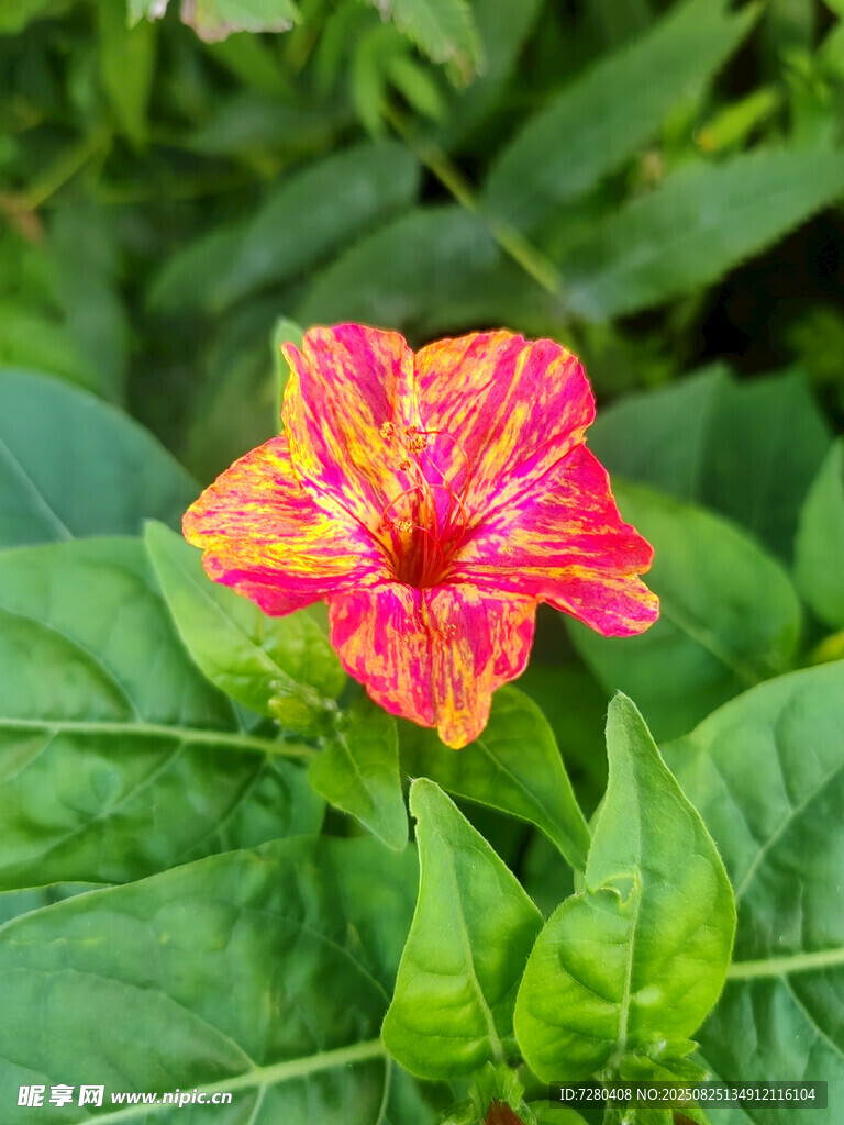 多彩绽放的美丽紫茉莉花