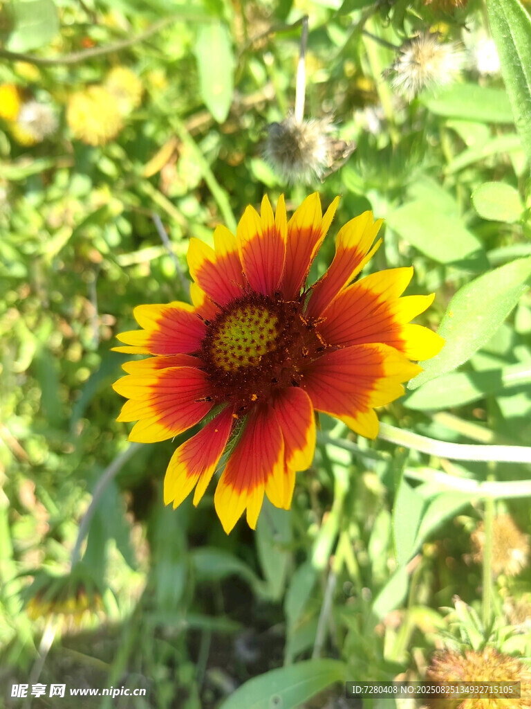 艳丽双色花朵绽放
