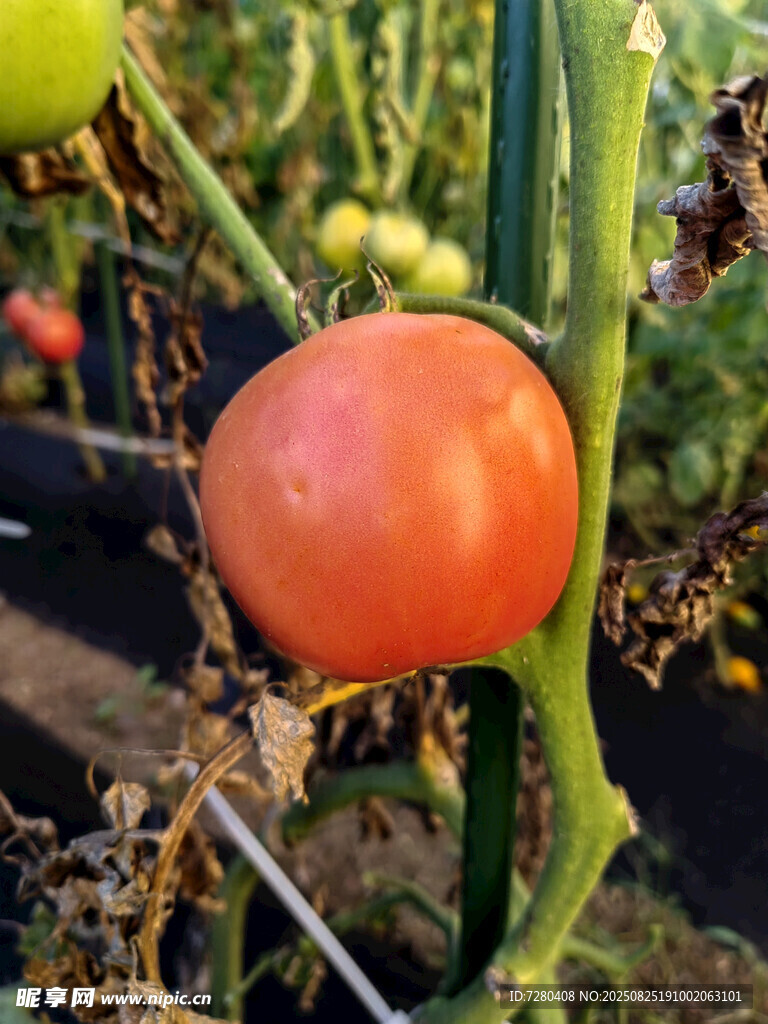 成熟的红番茄挂在植株上
