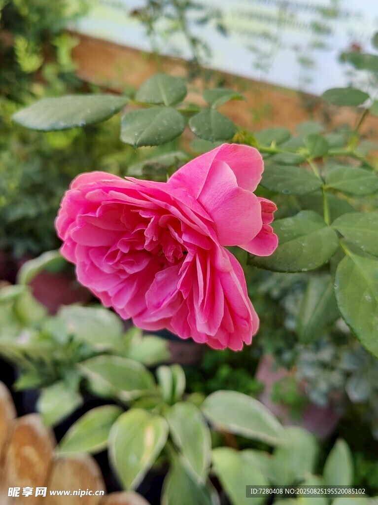 娇艳绽放的粉色月季花