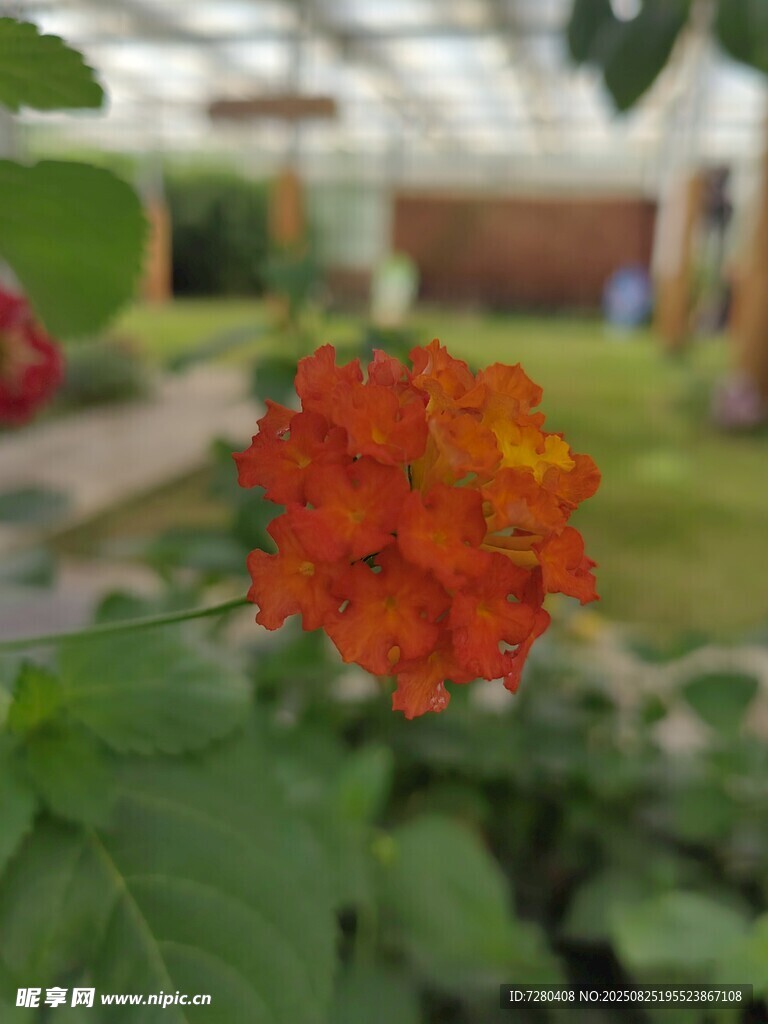 温室中的艳丽马缨丹花