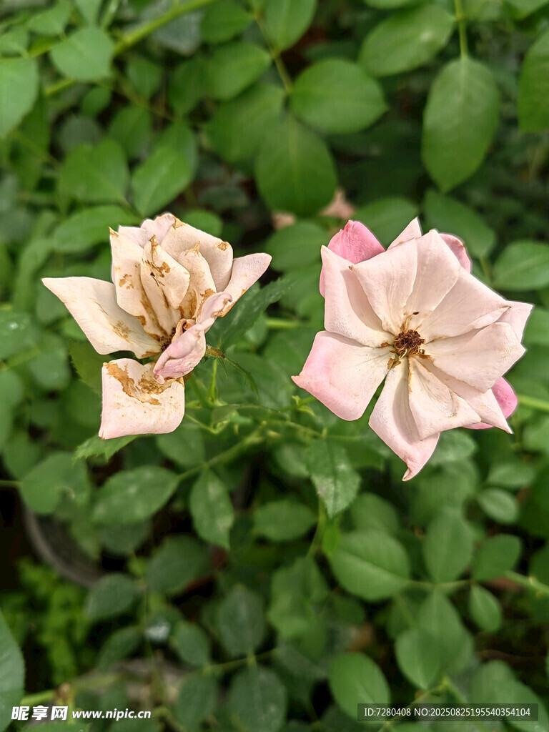 两朵淡粉色绽放的月季花