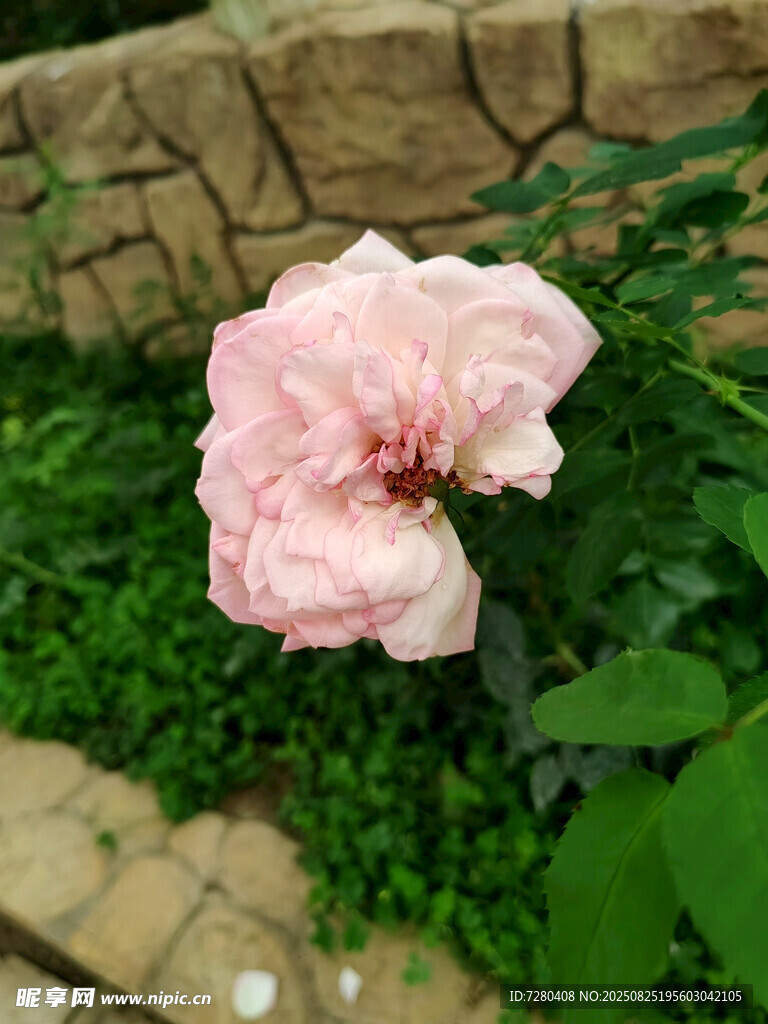 娇艳粉色月季花