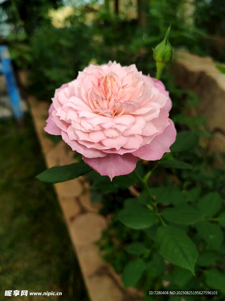 娇艳粉色月季花绽放