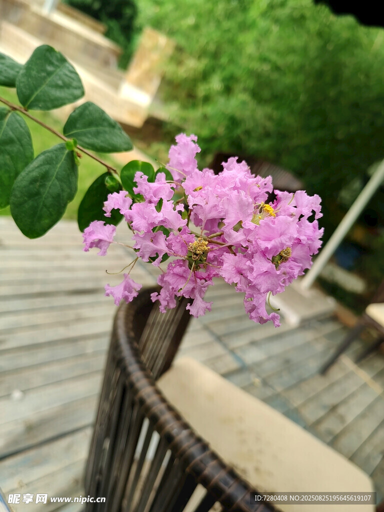 木椅旁绽放的粉紫花朵