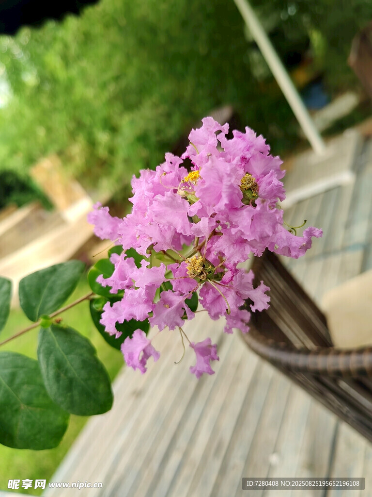 绽放的紫色花朵