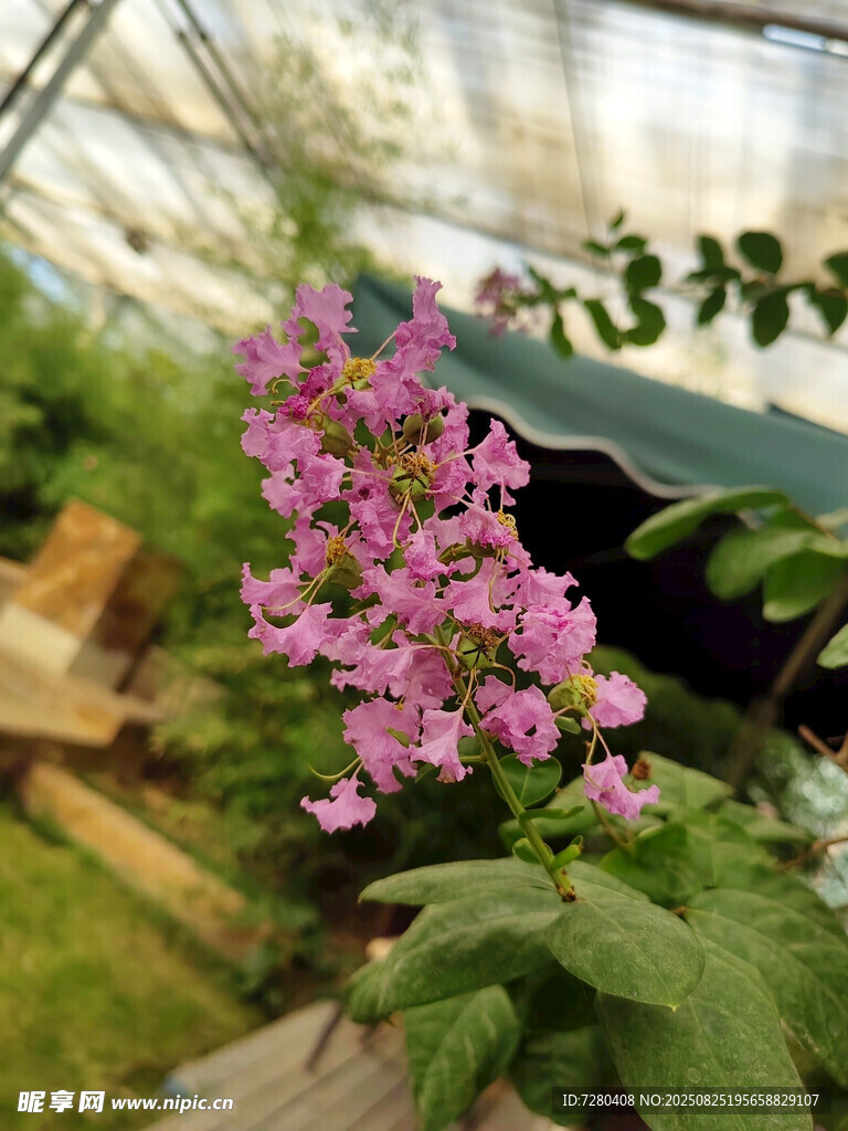 温室中的粉色美丽花卉