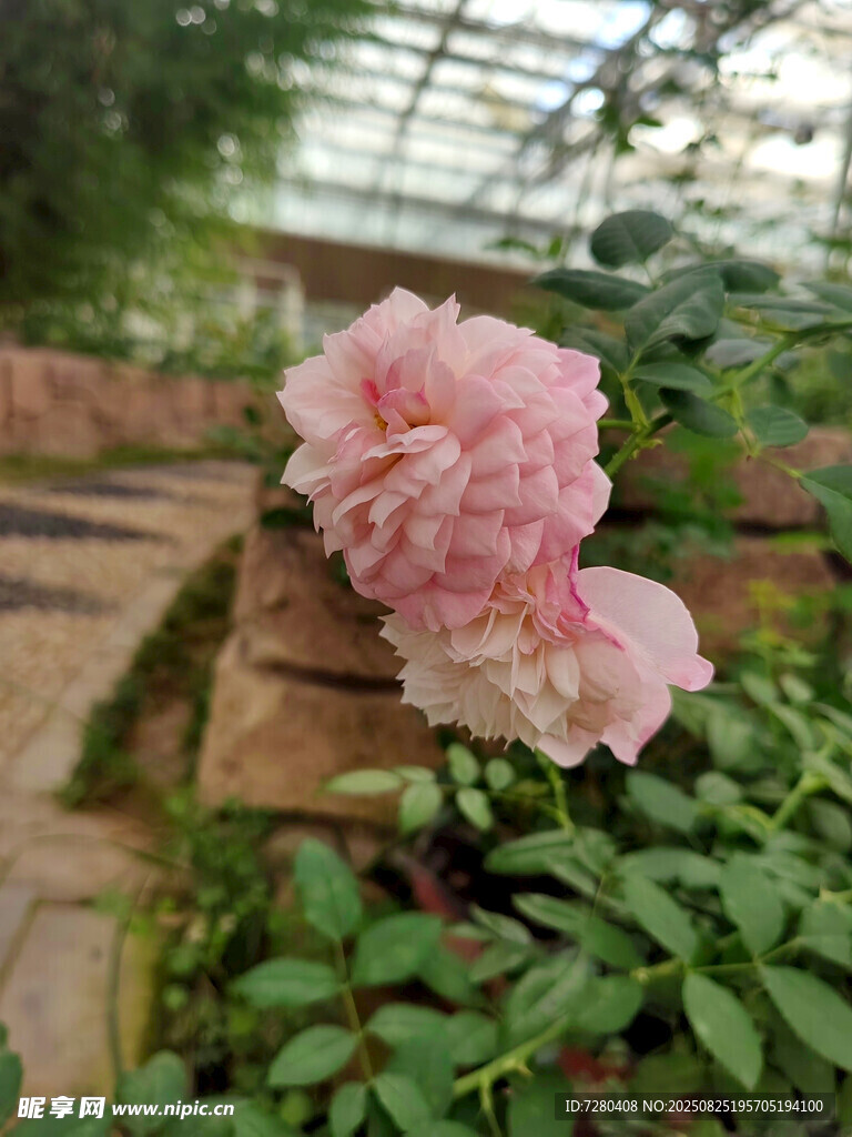 温室中的娇艳粉色牡丹花