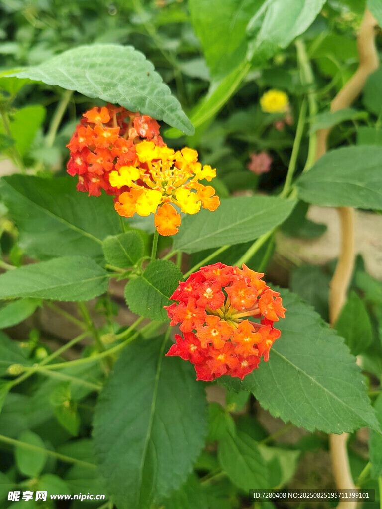 多彩马缨丹绽放