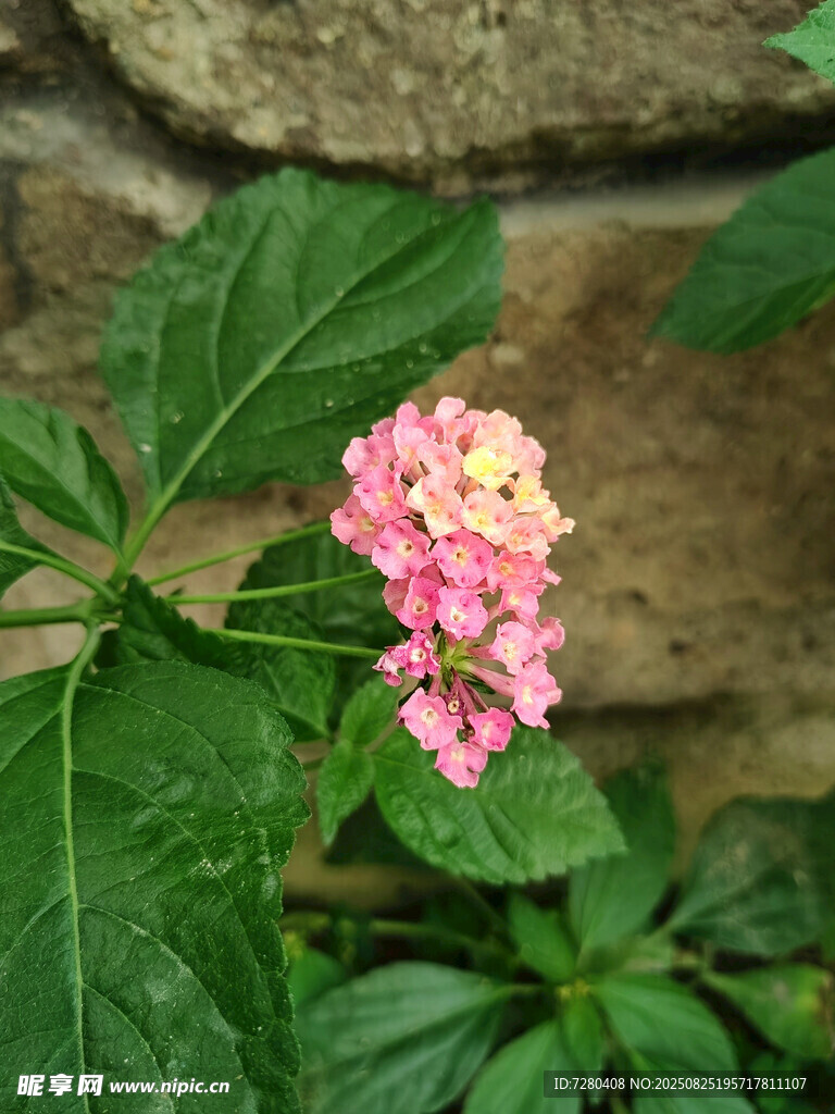 石墙边的粉色小花