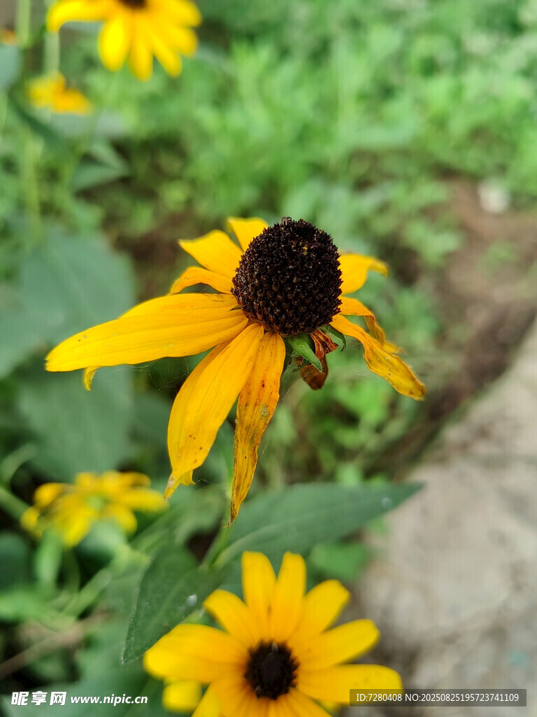 黄色黑心菊绽放于草地