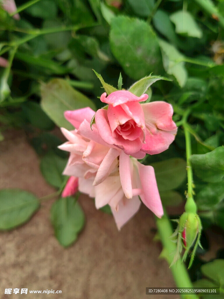 娇艳粉色月季花