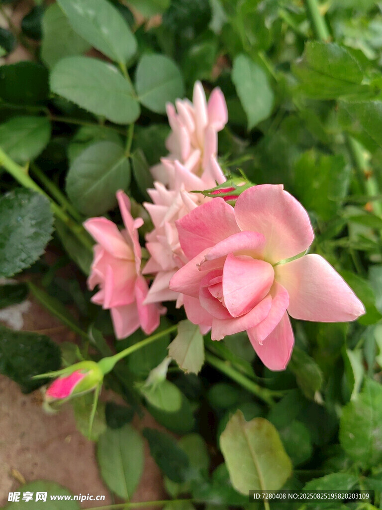 娇艳粉色蔷薇花绽放