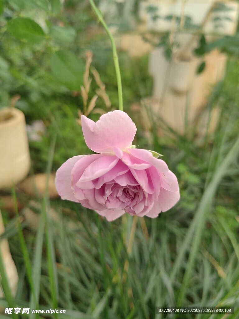 娇艳粉色花朵绽放草丛