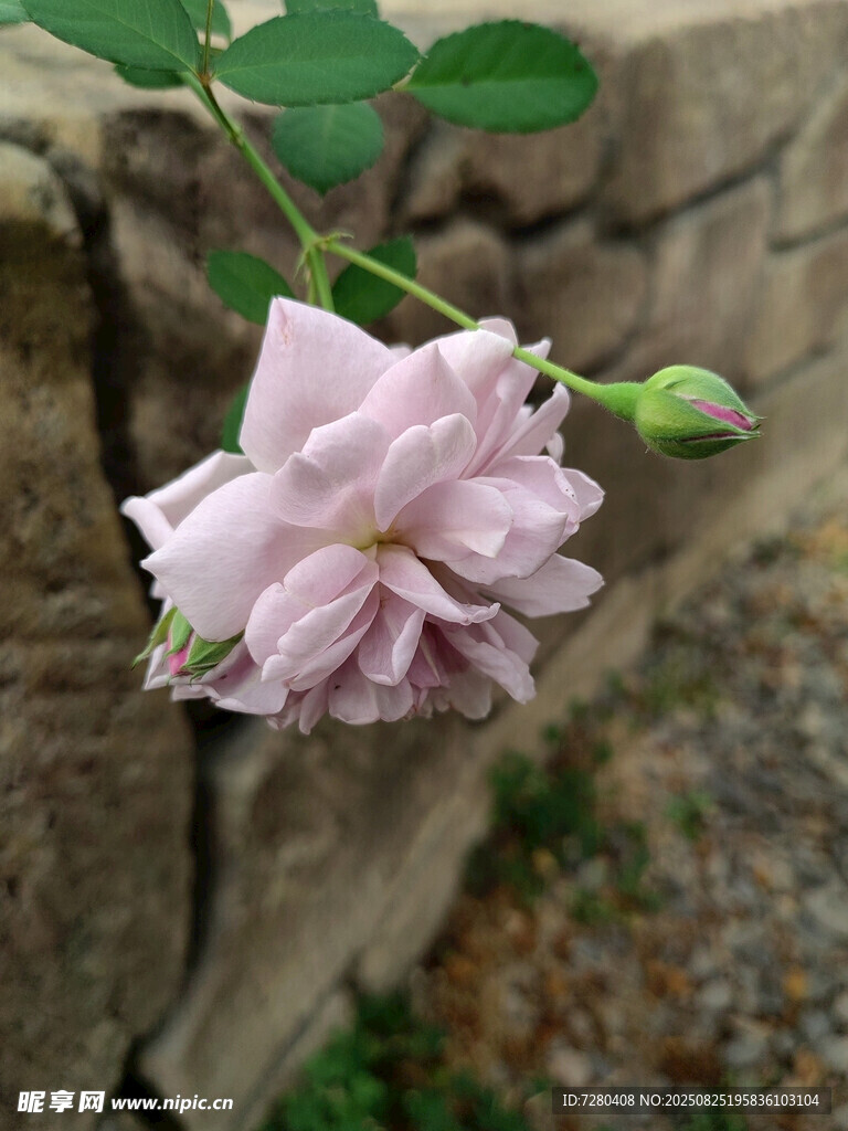 石缝中绽放的粉色蔷薇