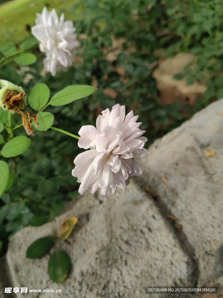 石旁绽放的淡粉色月季花