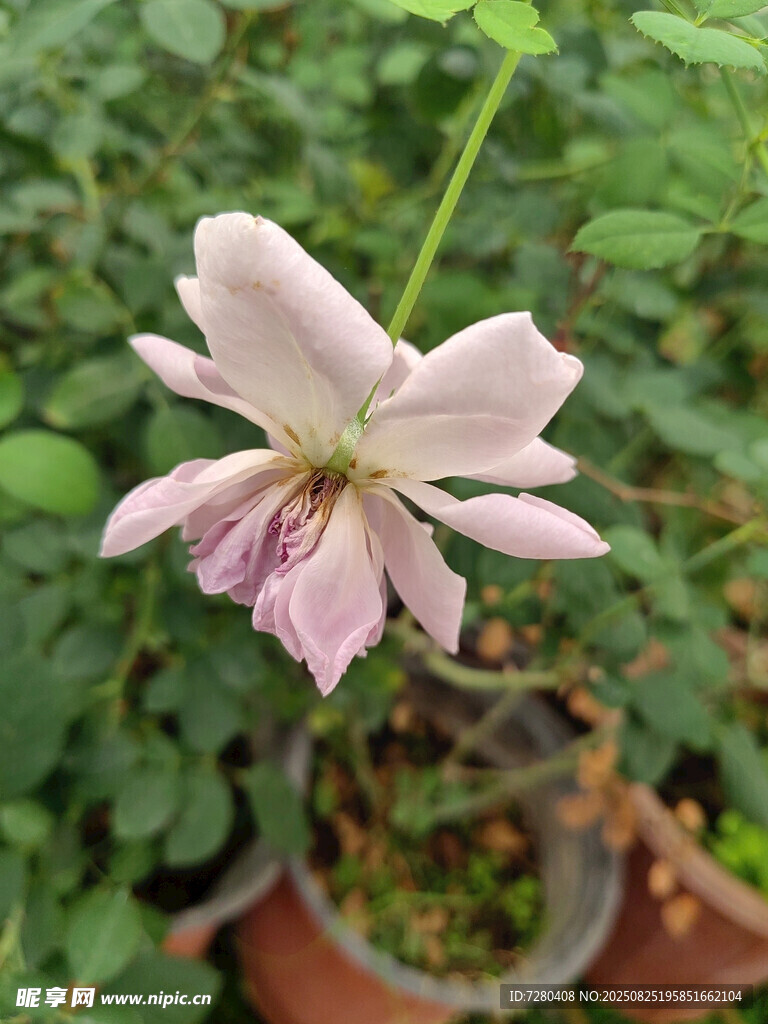 淡粉铁线莲绽放