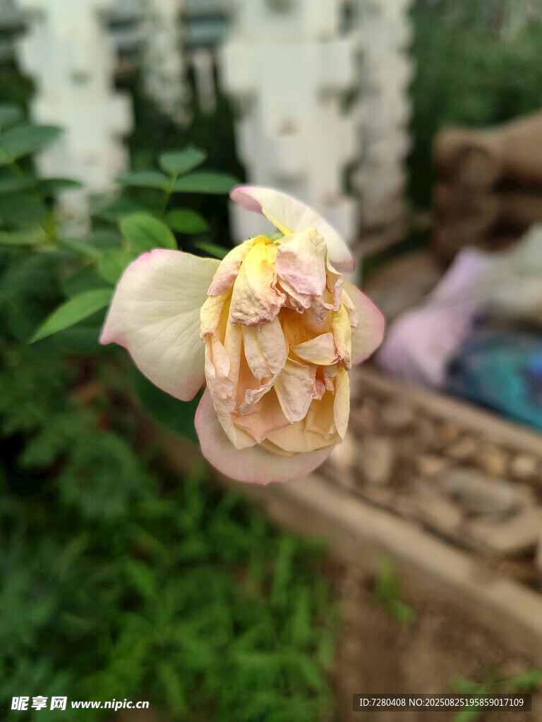 枯萎的淡黄色月季花