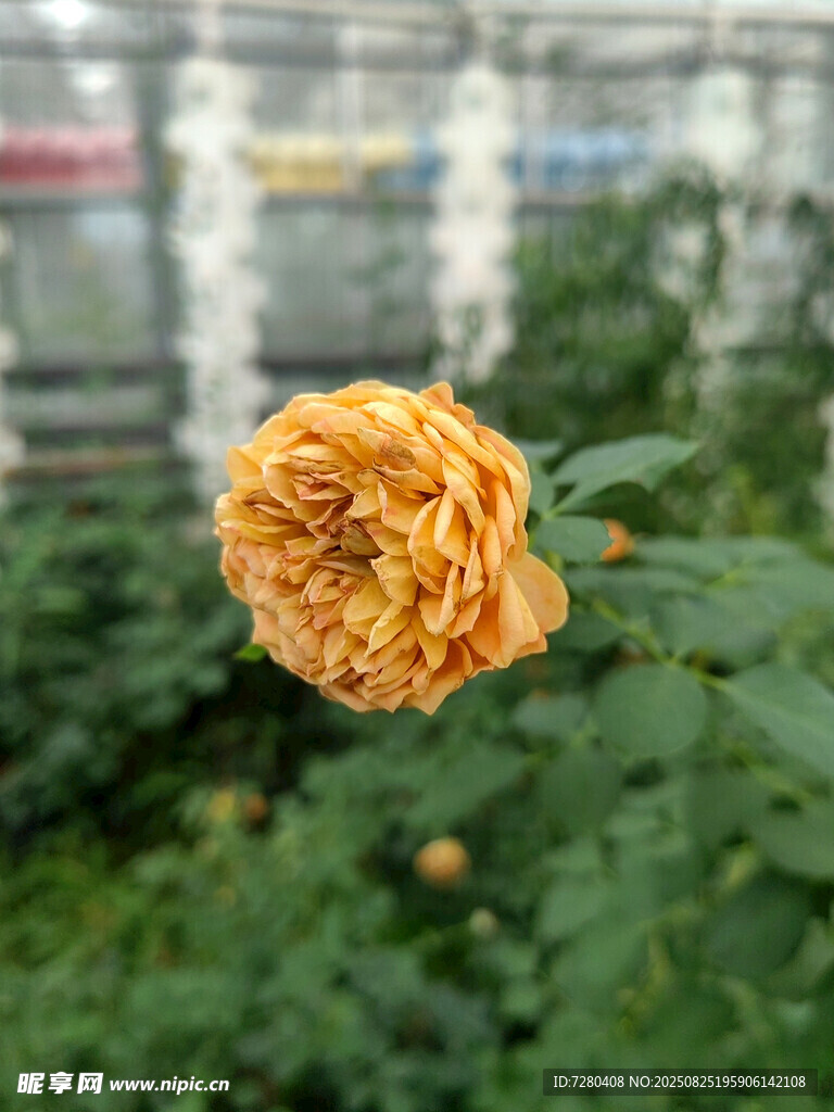绽放的黄玫瑰