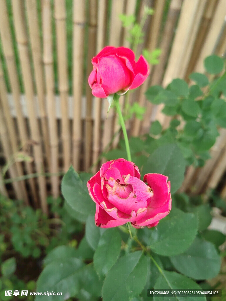 娇艳绽放的两朵粉色月季花