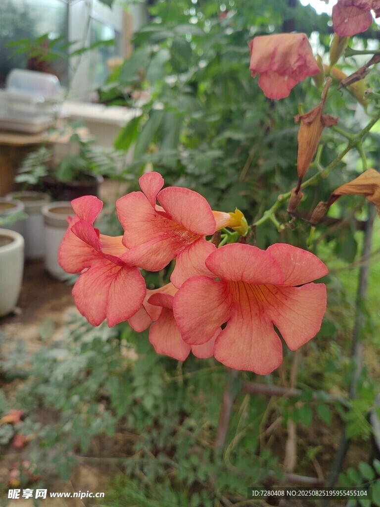 娇艳绽放的橙红色花卉