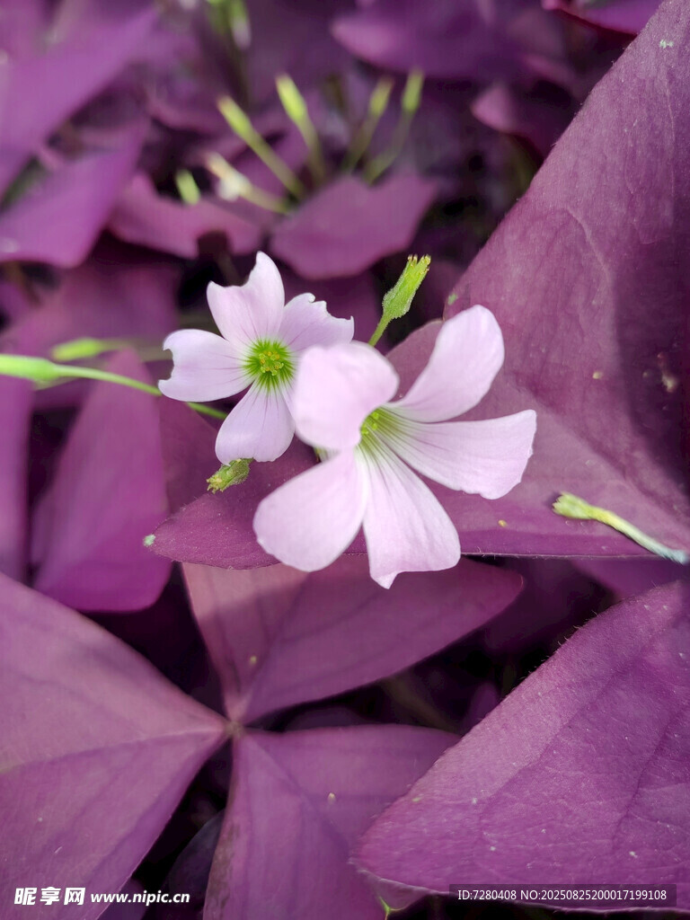 紫叶间的粉嫩酢浆草花朵